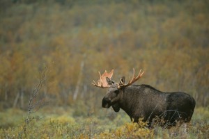Moose (Alces Alces), Sarek, Laponia, Lappland, Norrbotten, Sweden