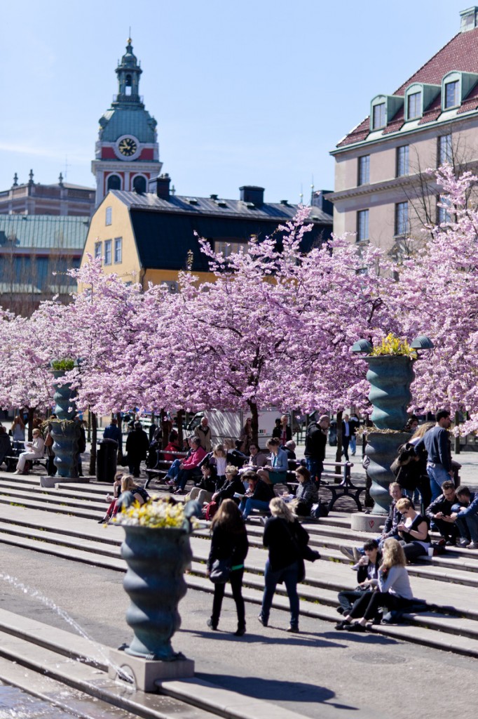 Cherry_trees_and_people_at_Kungstradgarden_Photo_Henrik_Trygg_Low-res
